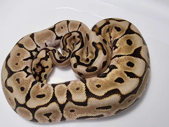 HRA Spider Puzzle Ball Python by Morph Magic Ball Pythons