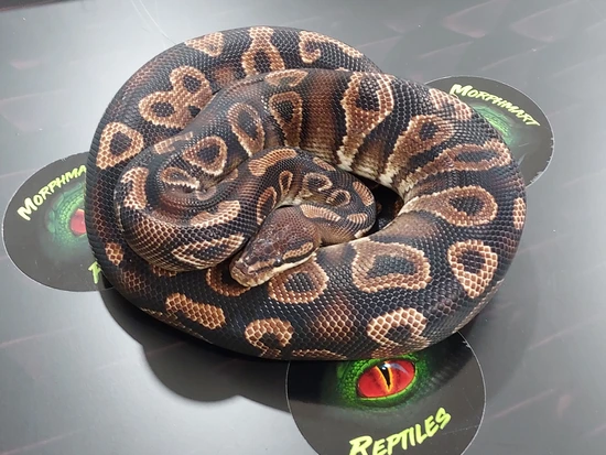Chocolate (Cocoa) Yellowbelly Ball Python by Morphmart Reptiles LLC