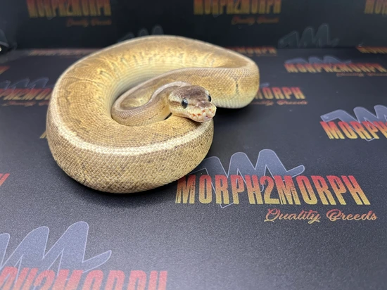 Cinny Sugar Ball Python Cinny Pastel Pinstripe Pos OD Ball Python by Morph 2 Morph