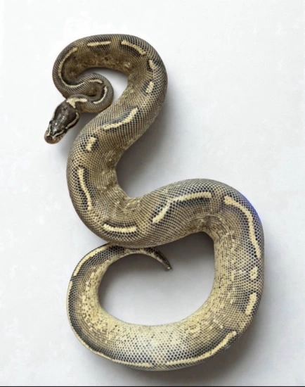 Python Cinnamon Freeway Freeway Ball Python by Morris Exotics