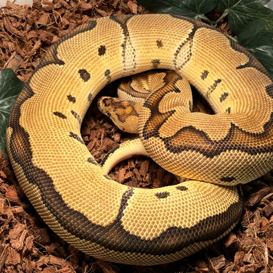 Redstripe OD Clown Ball Python - female for sale from Ballcave
