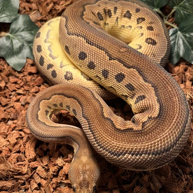 Cinnamon Clown Ball Python - female for sale from Ballcave