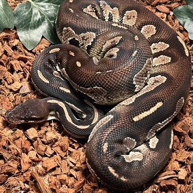 Super Blackhead Ball Python - male for sale from Ballcave