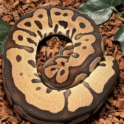 Leopard Clown Ball Python - female for sale from Ballcave