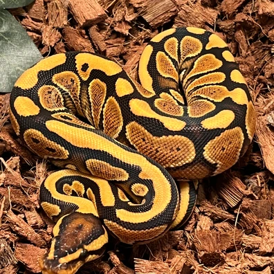 Special YB 50% Het Puzzle Ball Python - female for sale from Ballcave