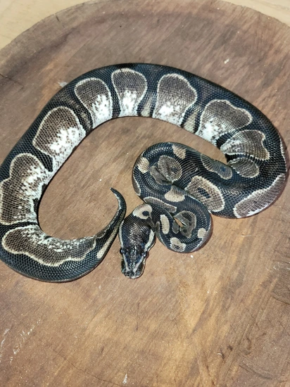 Black Calico Ball Python Calico Black Axantic Ball Python by Morton Wright Reptiles