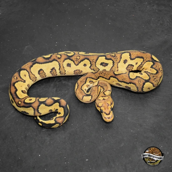 Exo-LBB Fire YB Clown Ball Python by Most Wanted Pythons