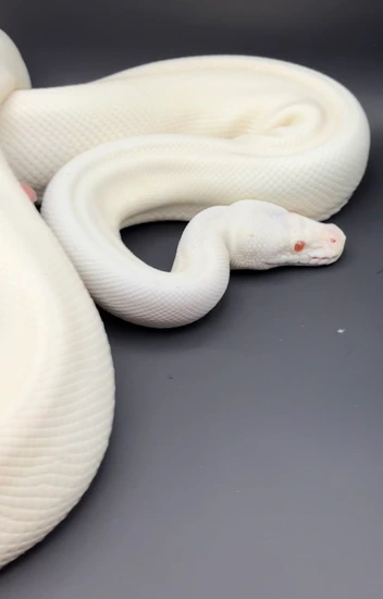 TSK Snow Ball Python by Mother of Snakes