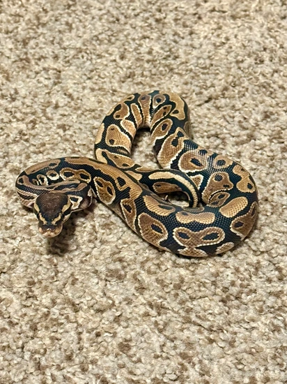 Male Normal Ball Python by Mothra’s Morphs