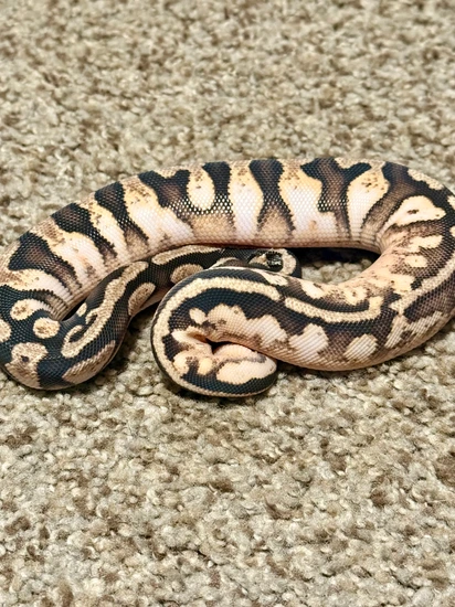 Pastel Calico Fire Ball Python by Mothra’s Morphs