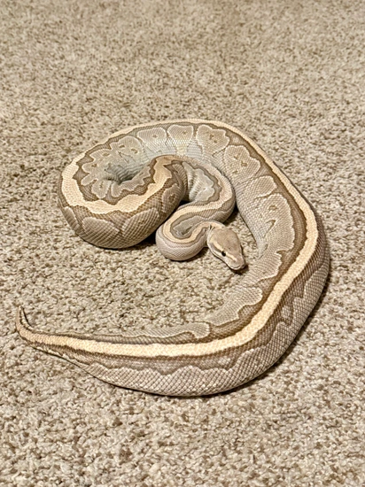 Jigsaw Het Hypo Ball Python by Mothra’s Morphs