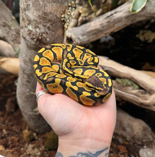 Nr Mandarin Pastel YB Ball Python by Mountainside Pythons