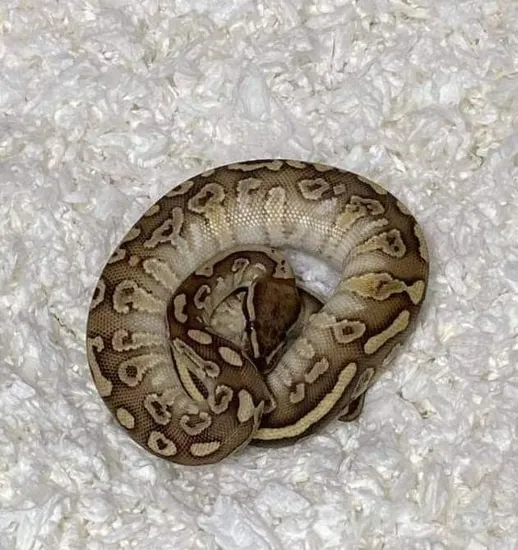 Butter Grim Ball Python by Python in a Pear Tree