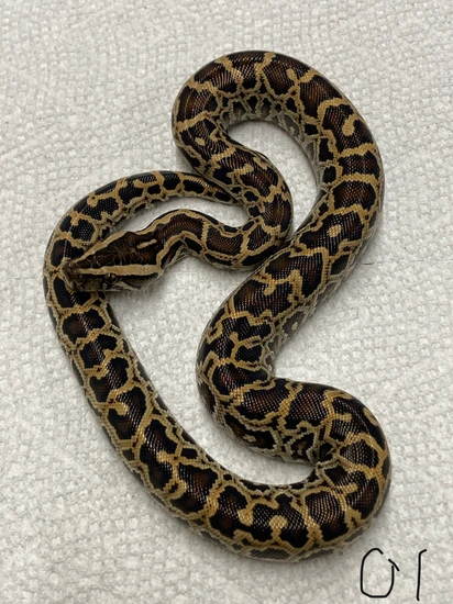 Pure Progschai Female Burmese Python by Python in a Pear Tree