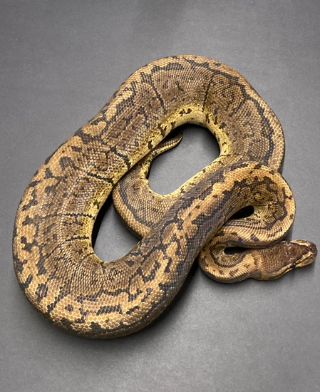 Grim Reaper Pinstripe Ball Python by Python in a Pear Tree