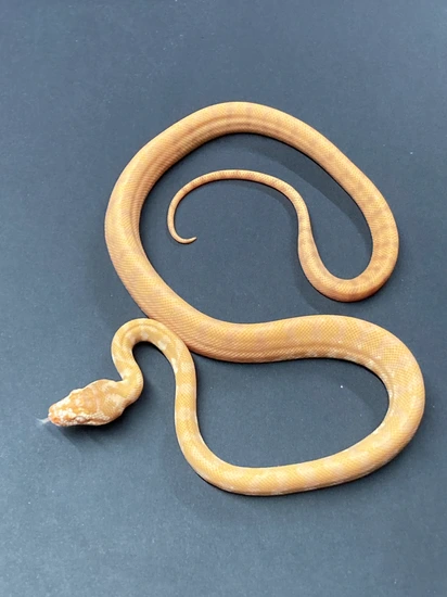 Tree Python Darwin Pure Darwin Albino Darwin Carpet Python by Python in a Pear Tree