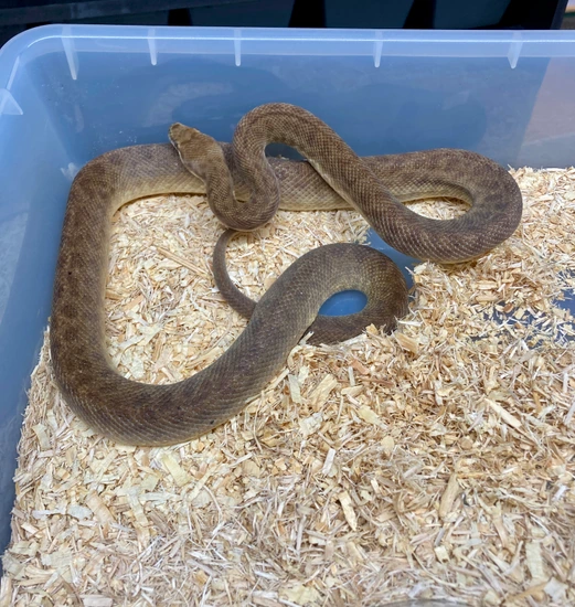 RTB Female Children's Python by Python in a Pear Tree