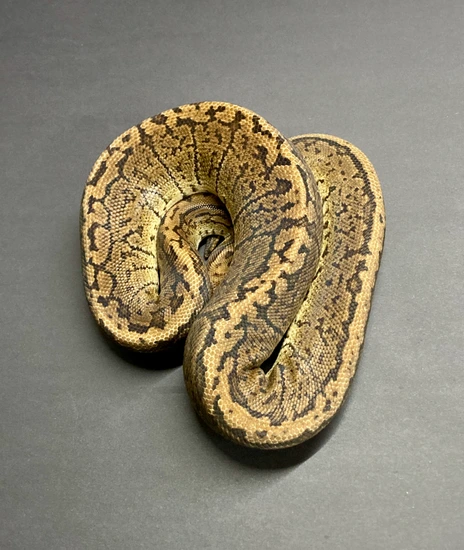 Grim Reaper Pinstripe Ball Python by Python in a Pear Tree