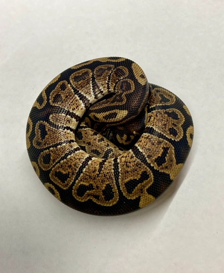 Grim Het Hypo Ball Python by Python in a Pear Tree
