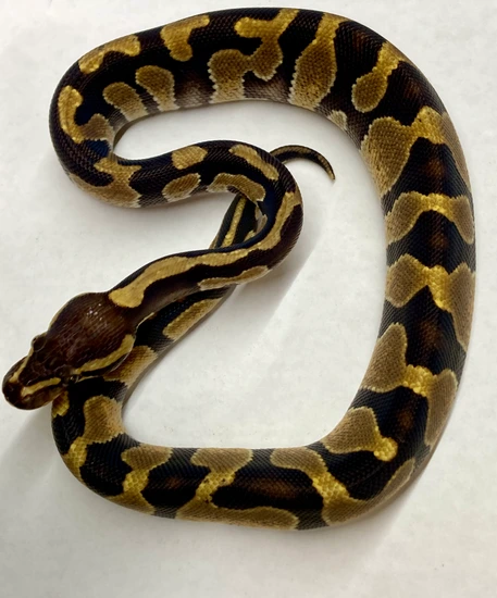 Chocolate Enchi Het Hypo Ball Python by Python in a Pear Tree