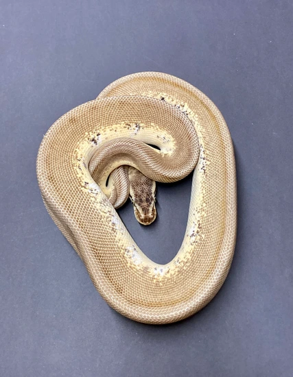 Pastel Enchi Genetic Stripe Ball Python by Python in a Pear Tree