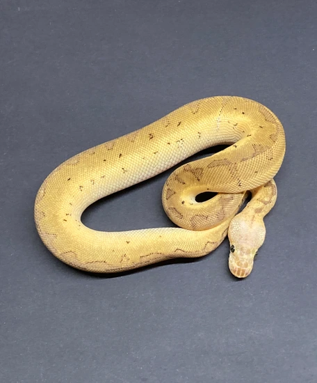 Pastel Pin GHI Mojave Clown Ball Python by Python in a Pear Tree