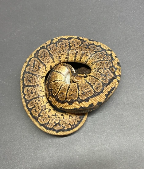 Grim Reaper Pin Ball Python by Python in a Pear Tree