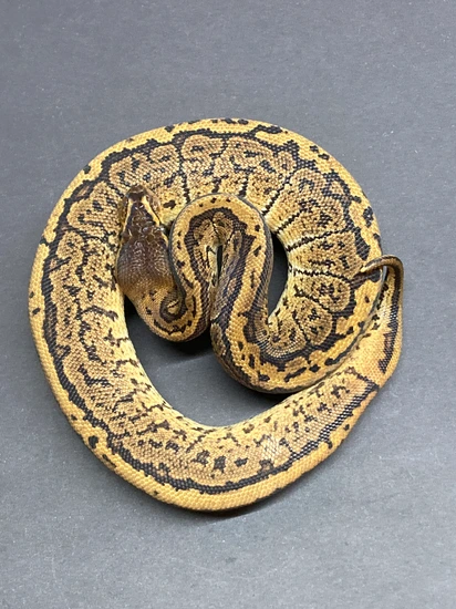 Grim Reaper Pin Ball Python by Python in a Pear Tree