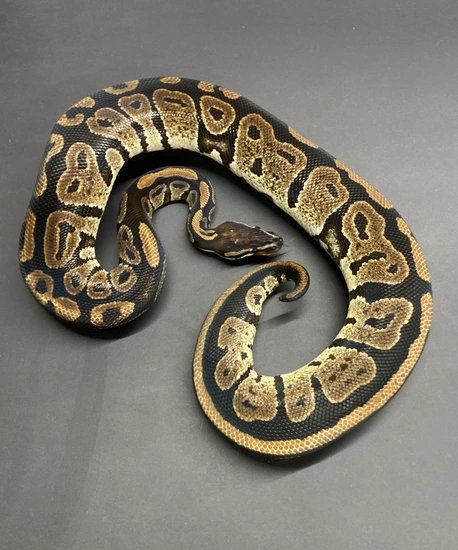 Grim Ball Python by Python in a Pear Tree