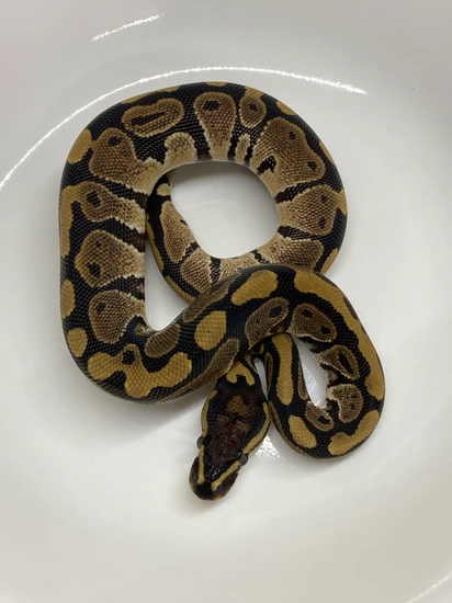 *PAIR* TH Hypo, VPI Ax, Pied Ball Python by Python in a Pear Tree