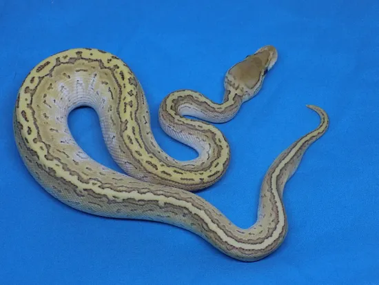 Lesser Trick Ball Python Lesser Pin Trick Ball Python by Marty's Morphs