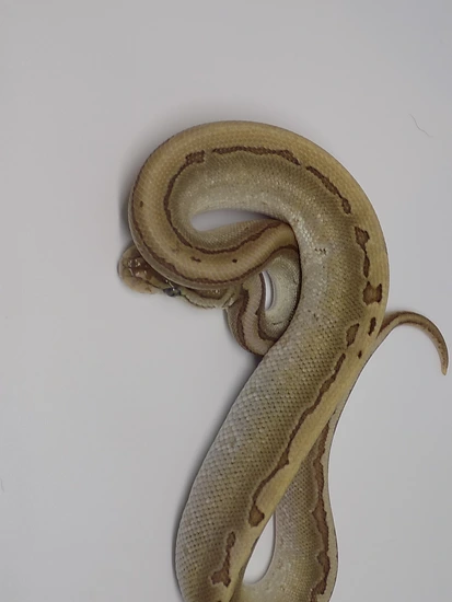 Lesser Trick Ball Python Lesser Super Pinstripe Trick Ball Python by Marty's Morphs