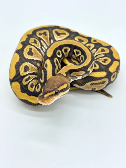 Cypress Chocolate Hypo Het Cryptic Ball Python by Redline Pythons