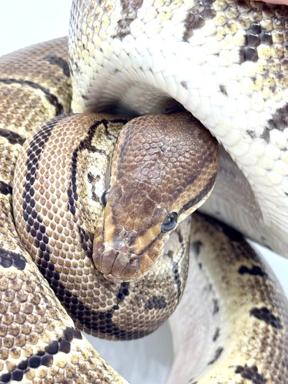 Chocolate Pinstripe Double Het Hypo Clown Ball Python by Redline Pythons
