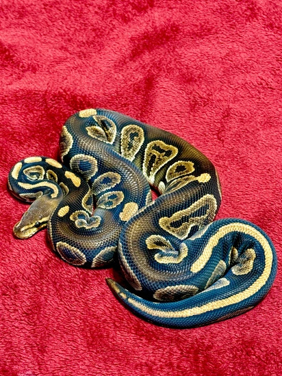 Coco,Huffman (Nico Robin) Ball Python by Pythons of royalty