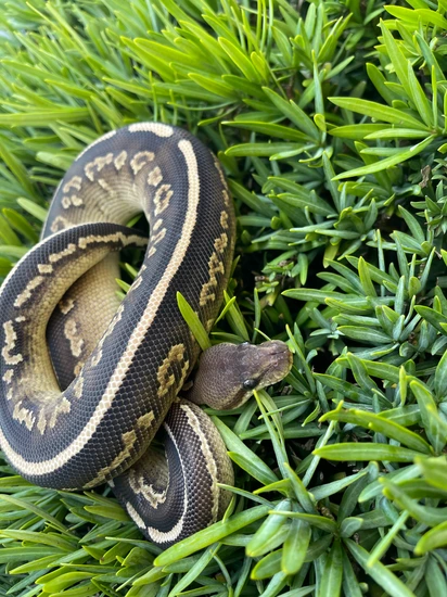 Cinnamon Phantom Yellow Belly Ball Python by Mr Petman Supercenter