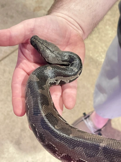 Friendly Python Animal Friendly! Borneo Short Tailed Python Borneo Short-Tailed Python by Mr ...
