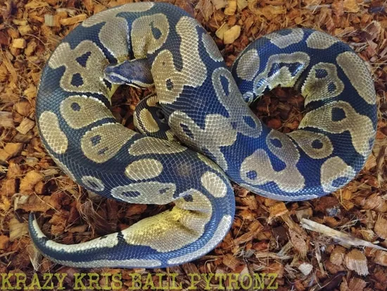 Normal Ball Python by Krazy Kris Ball Pythonz