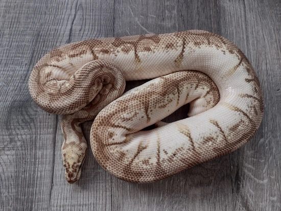 Queen Bee Ball Python by Krazy Kris Ball Pythonz