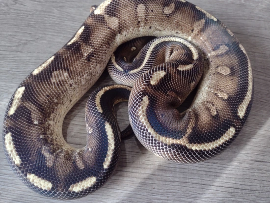 Super Gravel Ball Python by Krazy Kris Ball Pythonz