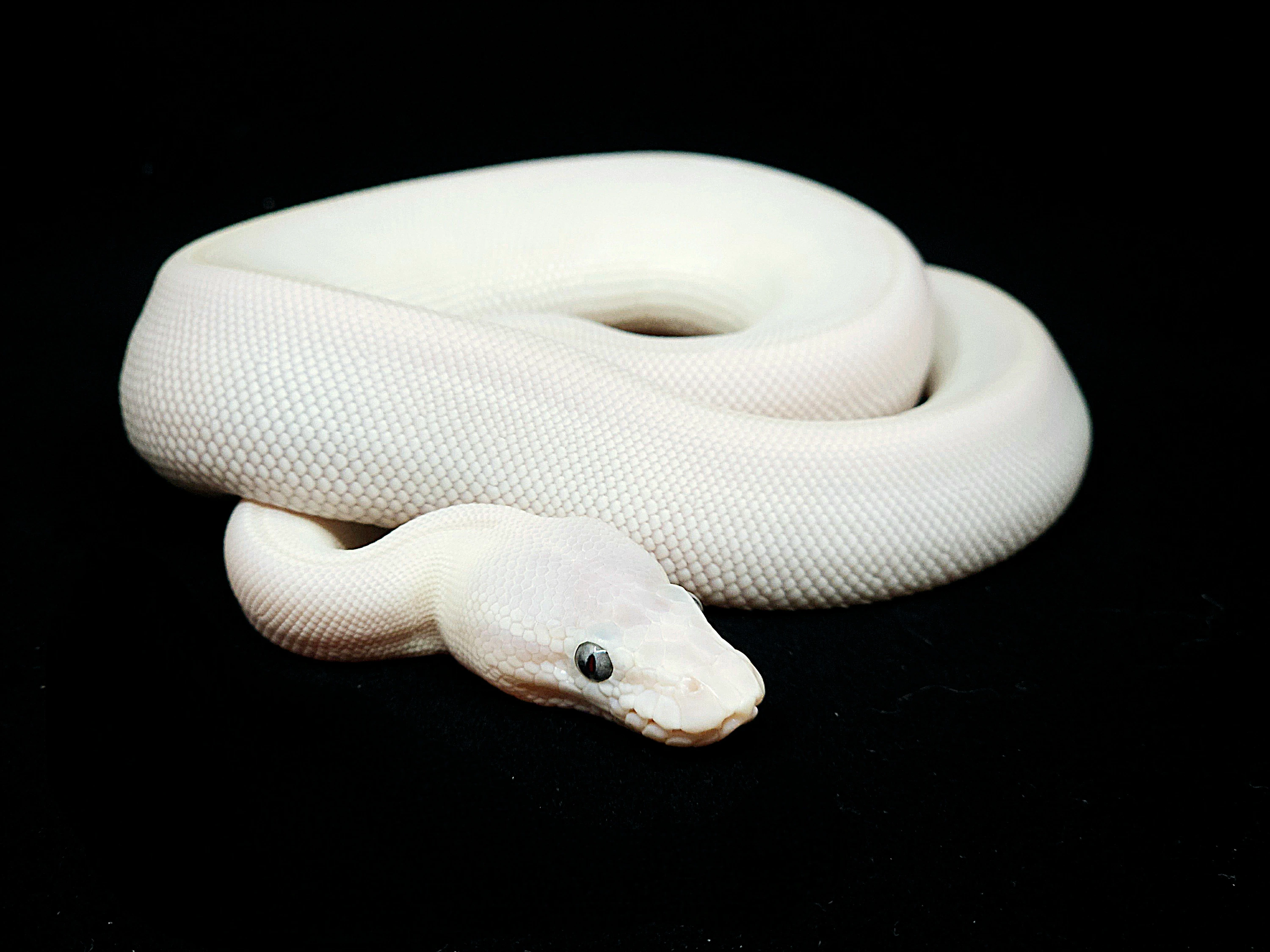 Blue Eyed Leucistic (Super Russo X Butter/Mojave) Ball Pythons by