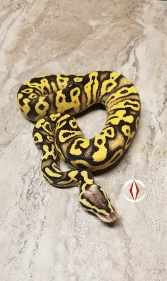 Fire Pastel Phantom Ball Python by The Ball Python Project