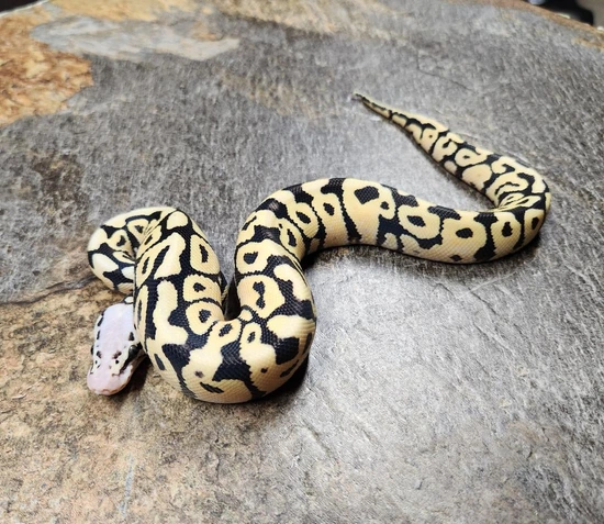 Pastel Spotnose Desert Ghost Ball Python by The Ball Python Project