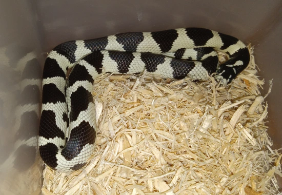 Aberrant California Kingsnake by New England Exotics, LLC