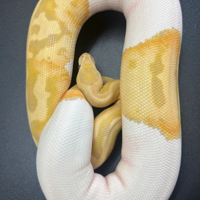 Candino Pied Ball Python - female for sale from MT´s Farbmorphen