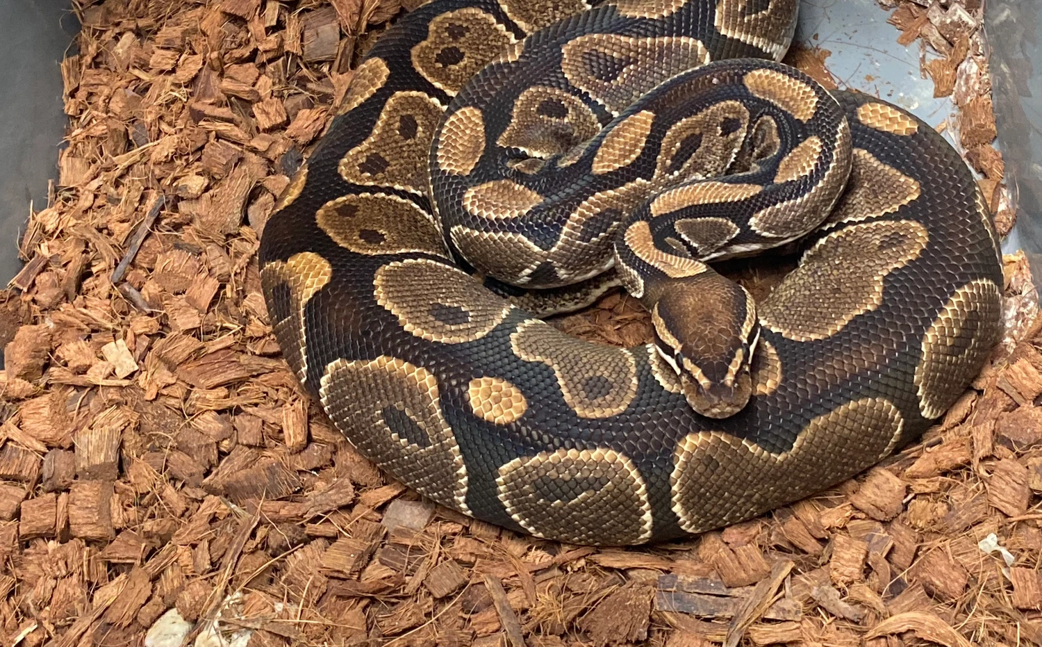 Mumba's Serpents's Collection - MorphMarket