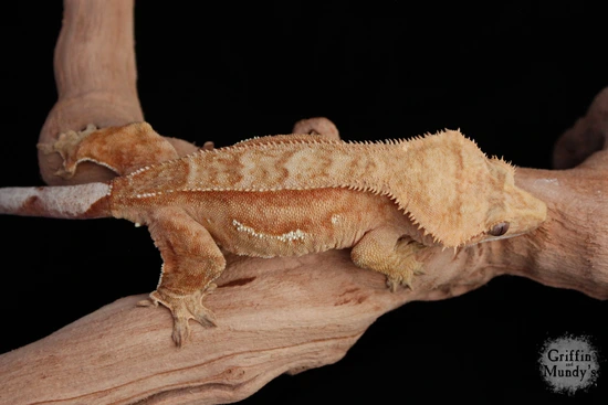 Laguna- Funky Orange Phantom Crested Gecko by Griffin & Mundy's