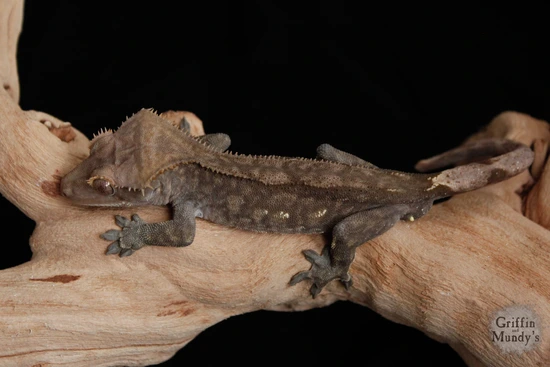 Mothman- Sweet Dark Oontz Son! Crested Gecko by Griffin & Mundy's
