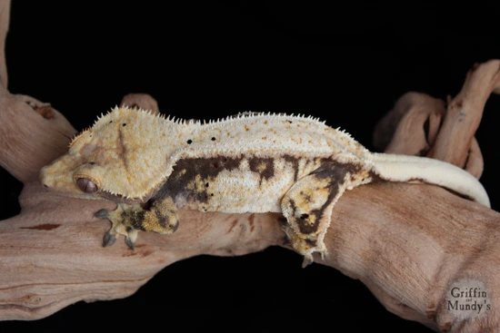 Luminescence- HUGE RTB Female! Crested Gecko by Griffin & Mundy's