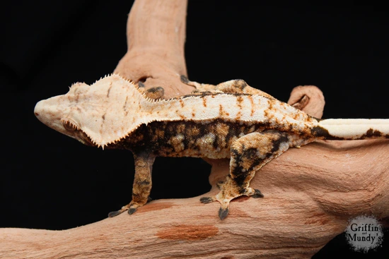 Philosophy- Extreme Harlequin Female Crested Gecko by Griffin & Mundy's